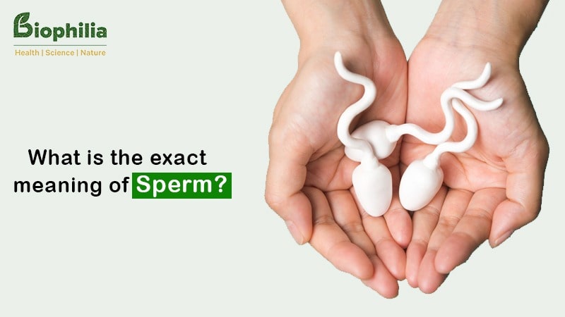 Sperm Meaning